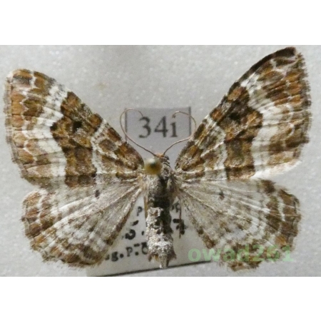 Epirrhoe alternata (Müller, 1764) Czech34i
